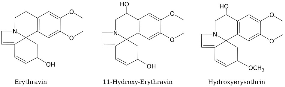 Chemische Struktur der E. mulungu Alkaloide Erythravin, 11-Hydroxy-Erythravin und Hydroxyerysothrin.