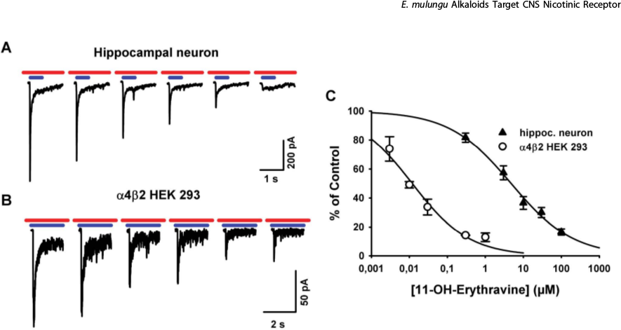 Konzentrationsabhängigkeit der antagonistischen Wirkung von 11-OH-Erythravin an α7* und α4β2 nikotinischen ACh Rezeptoren, gemessen durch Patch-Clamp-Technik. (Setti-Perdigão et al., 2013)