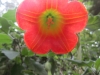 Borrachero rojo, die wunderbare Blüte ganz nahe