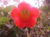 Borrachero rojo, die wunderbare Blüte