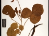 Virtual Herbarium Image 3 (NY Botanical Garden)